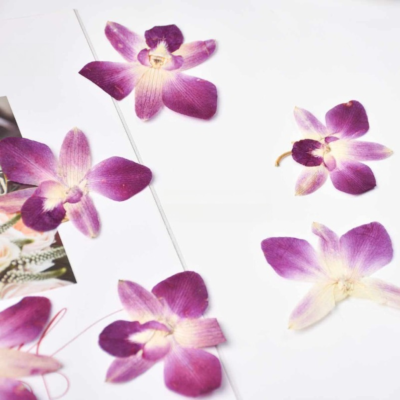 4pcs,Real Pressed Butterfly Or - đánh giá và giá Home Decor Scrap